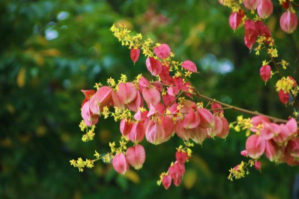 恒富配资 孝南：深秋湿地 韵律的盛宴